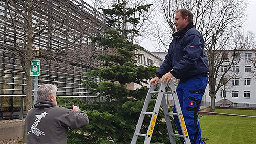 im Bild zu sehen: Der Campus-Weihnachtsbaum wird abgeschmückt